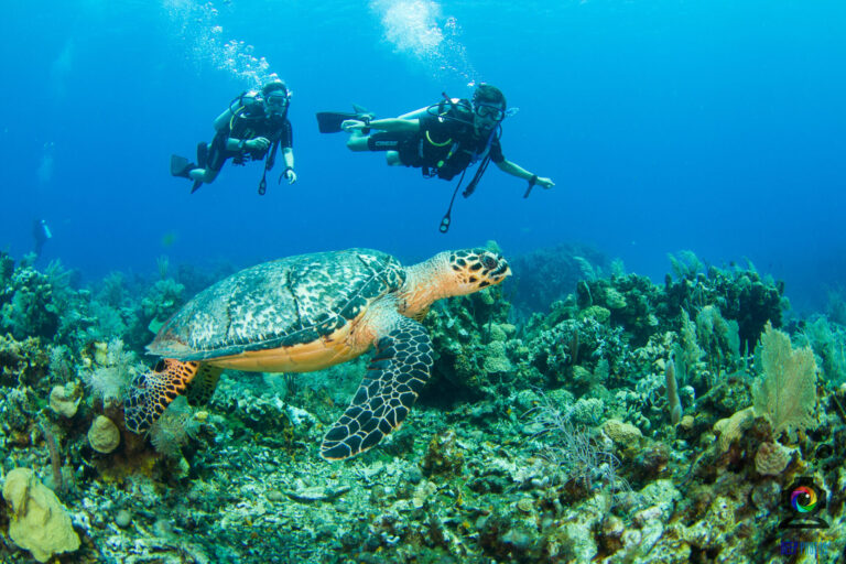 couple diving with sea turtle