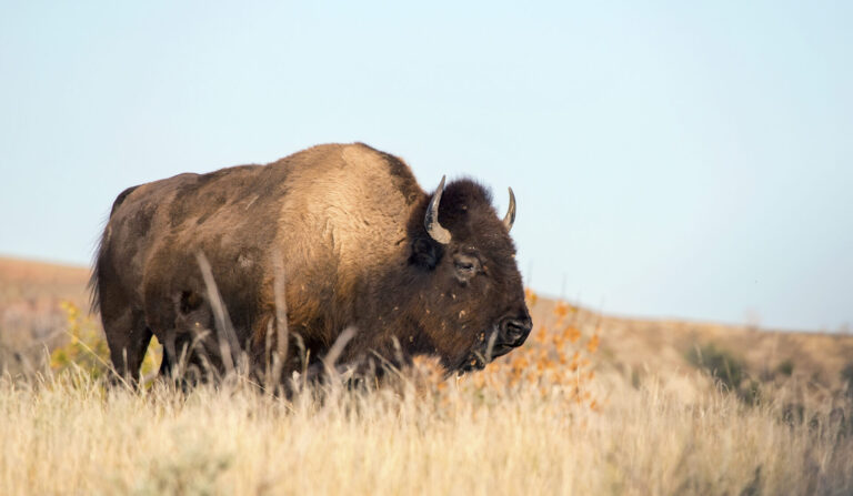 Wild buffalo in tall grass at Theodore Roosevelt National Park in North Dakota.