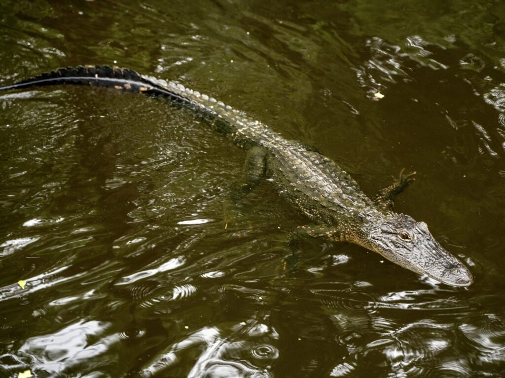 Alligator: watch out for these while RV camping in Louisiana