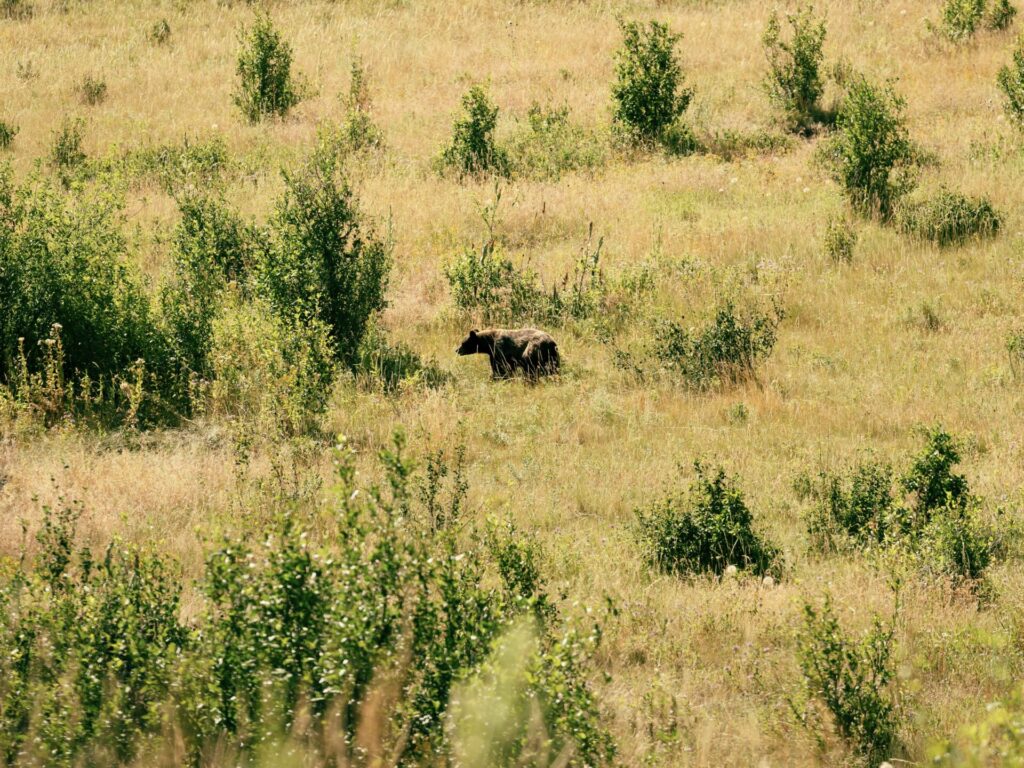 Bear seen while RV camping in Montana