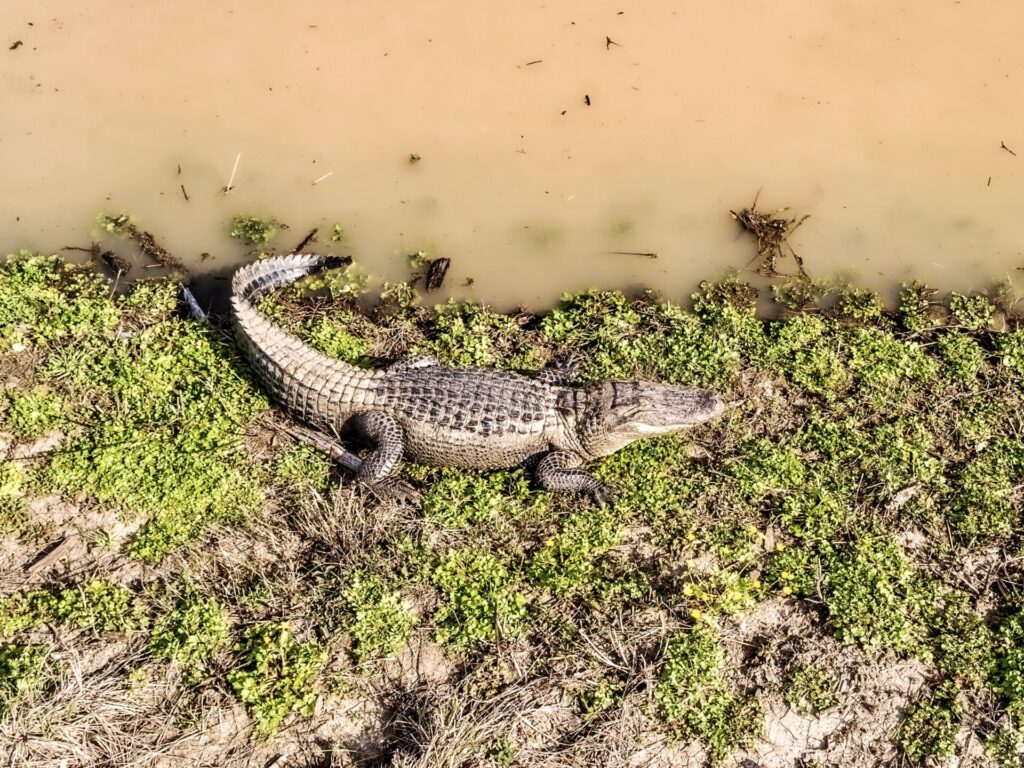 Gator in Mississippi