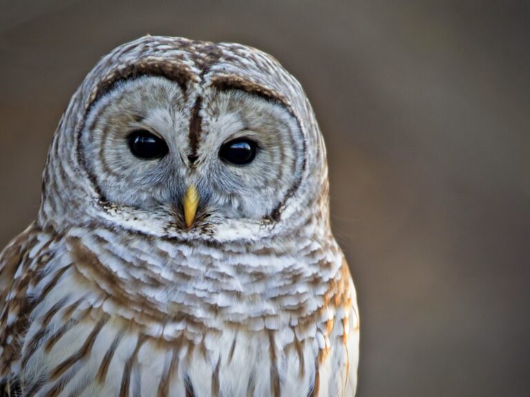 Barred owl: these owls call the Great Trinity Forest Home