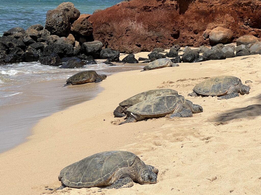 Sea Turtles at Maluaka Beach