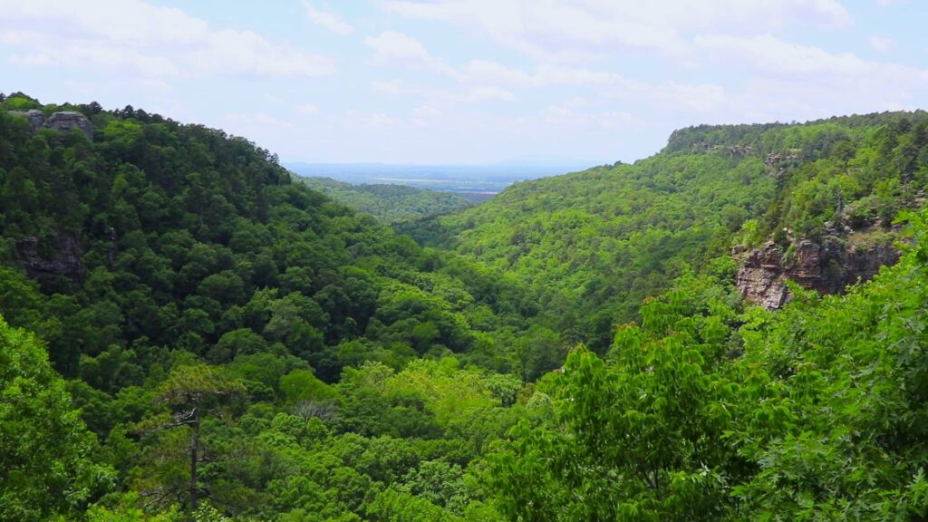 green tree tops on rolling hills